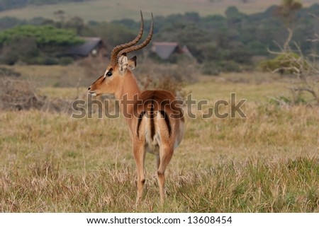 Impala antelope ram with large curved horns on a game farm in Africa