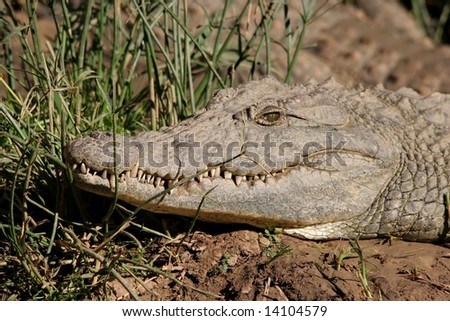 Large Nile crocodile with big teeth in the reeds near a river