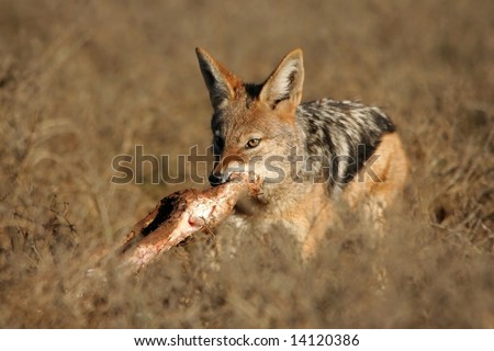 Black-backed jackal with a leg bone from a buffalo