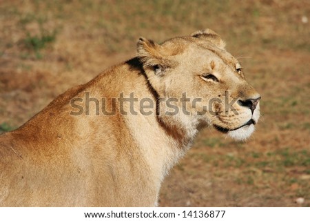 Beautiful female lion gazing into the distance