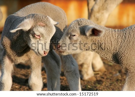 Two small woolly lambs greeting each other