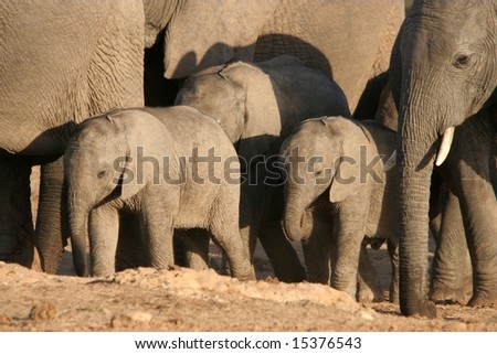 Three young african elephants in the herd