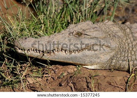 Large Nile crocodile with big teeth and green eye in the reeds near a river