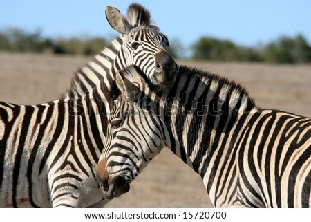 Two Burchell\'s Zebras interacting with each other on the African plains