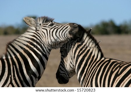 Two Burchell's Zebras interacting with each other on the African plains