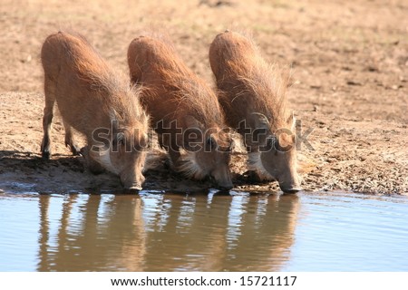 Three warthogs kneeling down to drink water from a pond