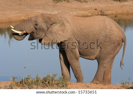 Large male African Elephant squirting water into its mouth with its trunk