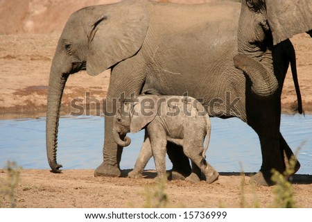 Baby African Elephant with it\'s family at a water hole in Africa