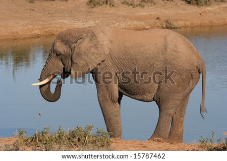 Large male African Elephant drinking water at a pond in the wild