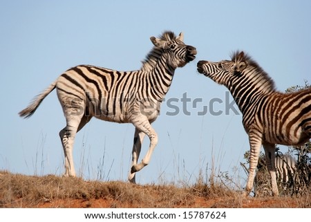 Two young Burchell\'s Zebras interacting with each other on the African plains