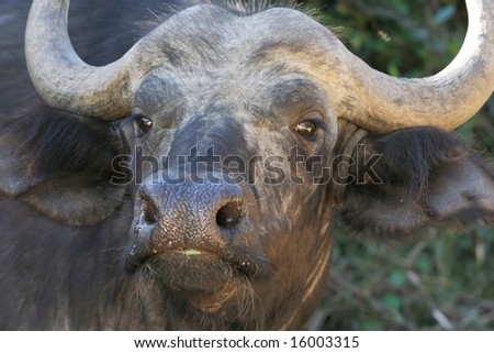 Angry Cape Buffalo staring at the camera