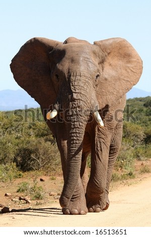 Huge African Elephant bull with it\'s ears spread
