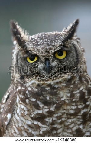 Eagle owl with large round yellow eyes and speckled feathers