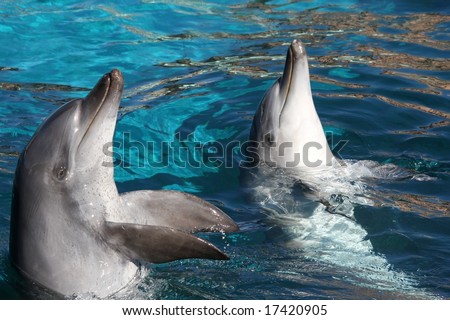 Two friendly dolphins with their heads out of the water