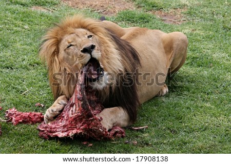 http://image.shutterstock.com/display_pic_with_logo/101102/101102,1222340956,1/stock-photo-big-male-lion-eating-an-animal-carcass-17908138.jpg
