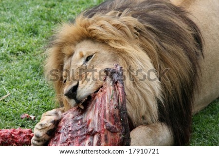 Big male lion eating the ribs of a carcass