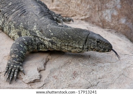 Komodo dragon lizard with it\'s forked tongue showing
