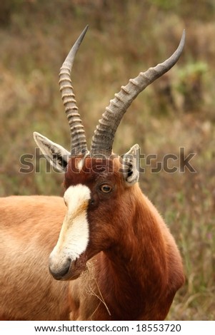 Bontebok antelope with beautiful horns and white muzzle