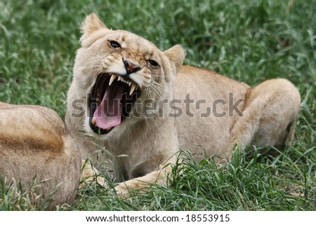 angry lioness