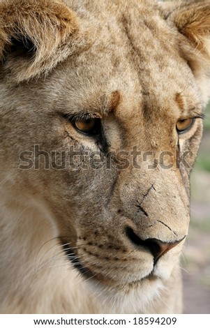 Close up of a beautiful lioness with scars on her nose