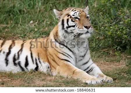Majestic striped tiger lying on the grass