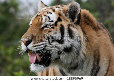Magnificent tiger with mouth partly open showing teeth and tongue