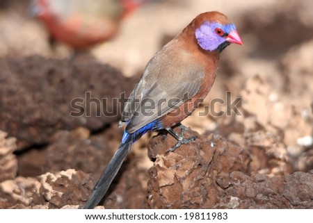 Violet-Eared waxbill finch looking for ant larva