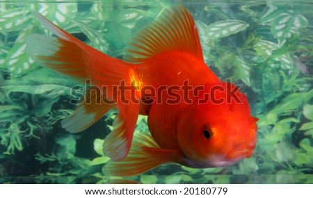 fin goldfish