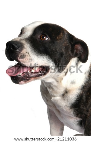 Friendly black and white Staffie terrier dog isolated on white