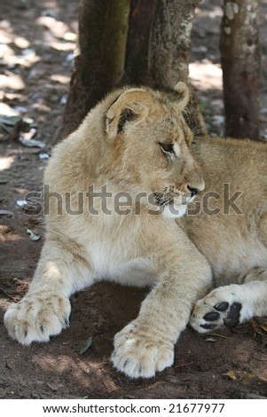 Young lion sitting in the shade of a tree
