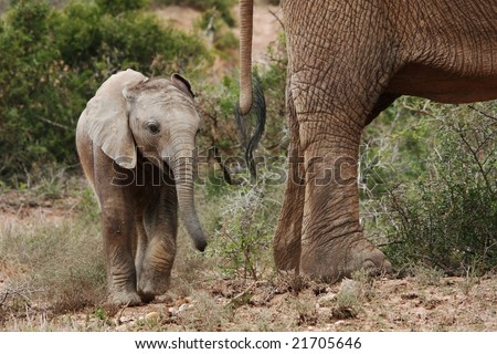 Baby African elephant walking behind it\'s mother