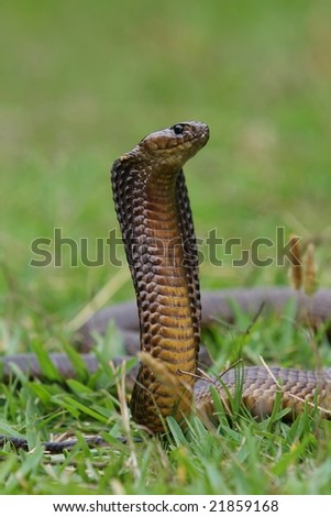 Venomous Cape Cobra Snake With It'S Hood Spread Stock P