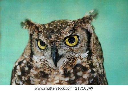 Eagle owl close up with big round yellow eyes