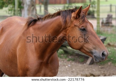 Portrait of a handsome brown horse at a farm yard