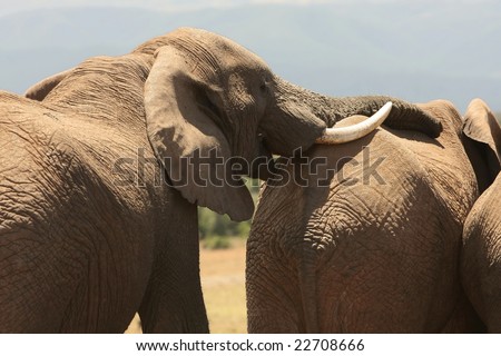 African elephant with it\'s trunk resting on the back of another