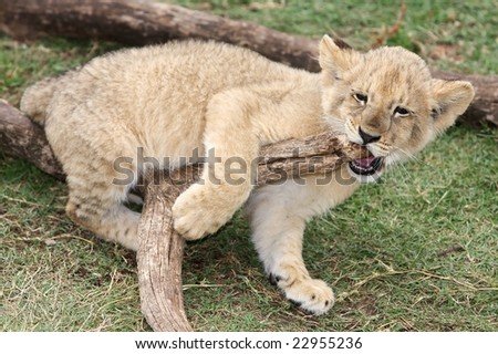 Cub, feline, lion, mother,