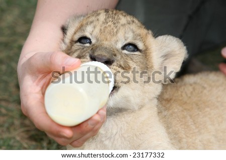 Cute four week old lion cub drinking milk formula from a bottle