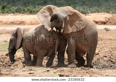 Two elephant friends enjoying playing in mud