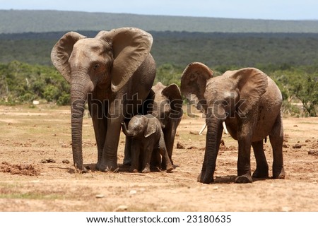 African elephant mother with it\'s young offspring and friend