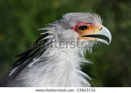 Beautiful secretary bird from Africa with large curved beak