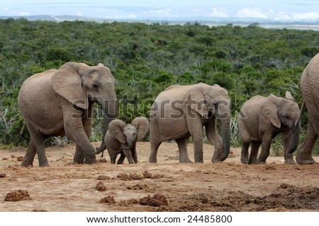 Family of African elephants walking in single file