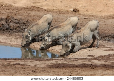 Three warthog youngsters kneeling to drink water