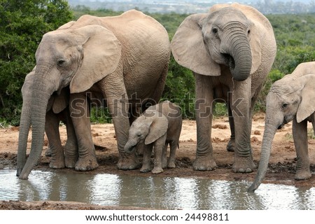 Family group of African elephants drinking water
