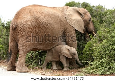 Protective African elephant mother with it\'s baby