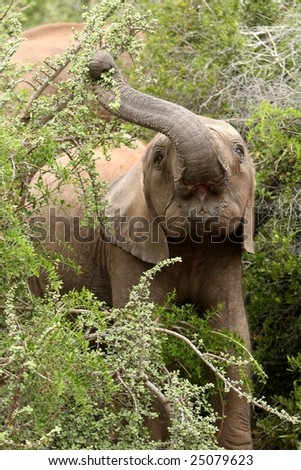 African elephant stretching to pull leaves off a tree with it\'s trunk