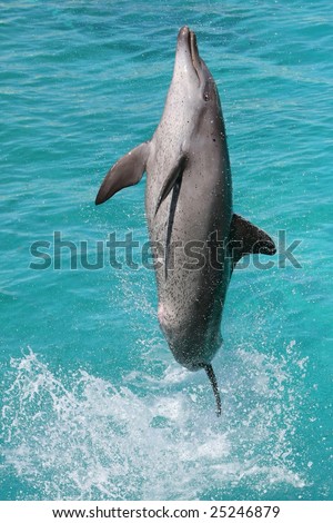 Bottlenose dolphin leaping high out of the blue water
