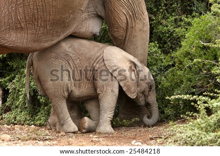 Cute baby elephant resting against it's mothers legs