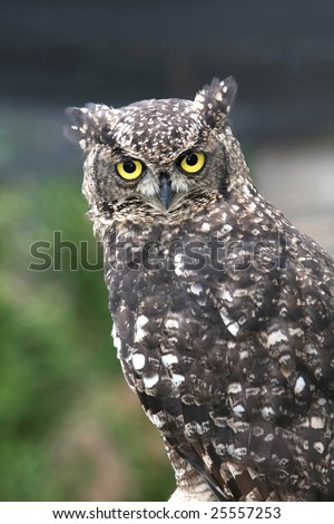 Large eagle owl with spotted feathers and yellow eyes