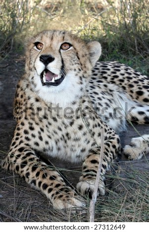 Magnificent cheetah wild cat from Africa resting in the shade