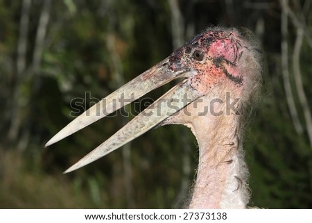 The ugly looking but intelligent Marabou stork from Africa
